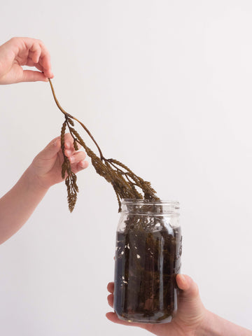 Kids and parents alike will enjoy pickling seaweed!