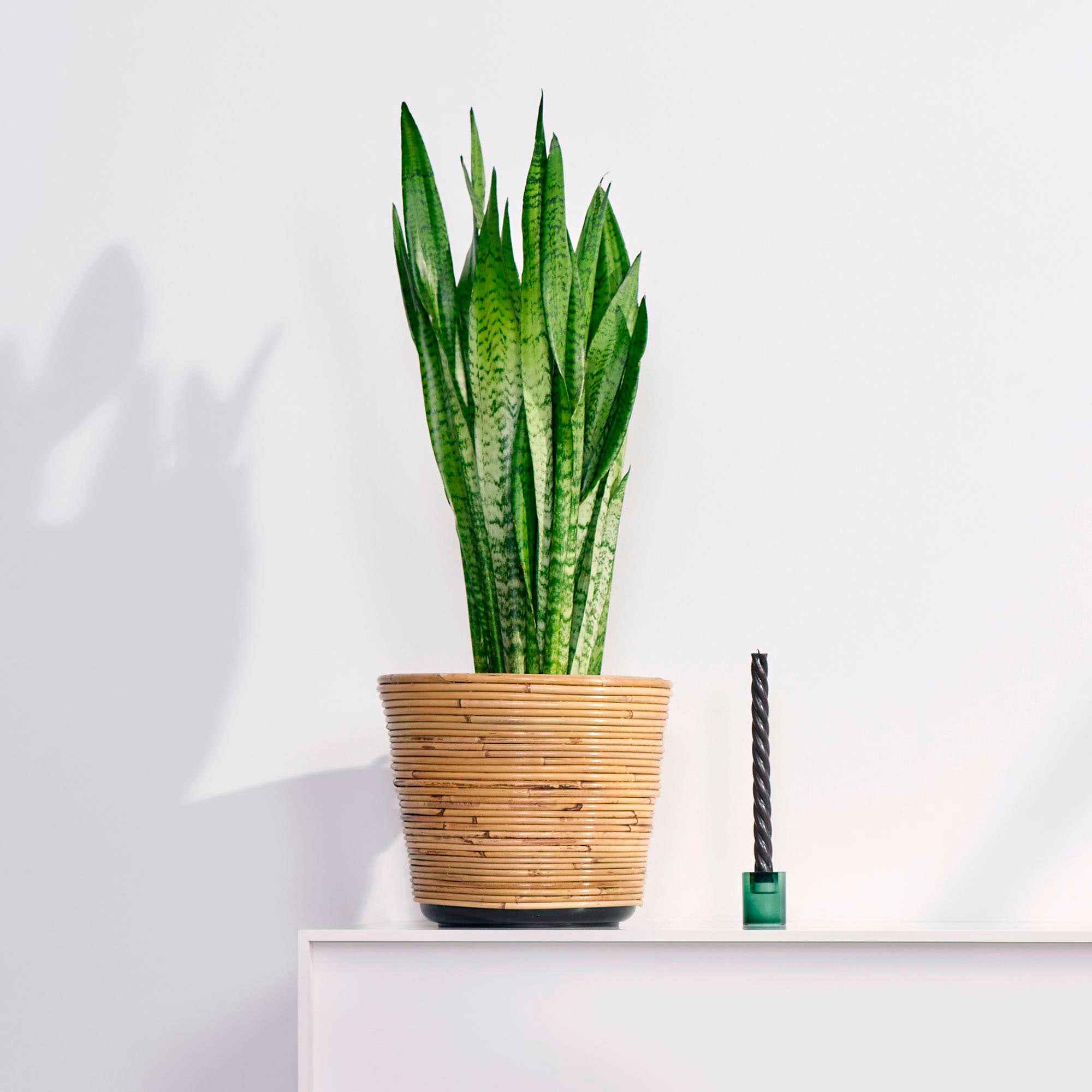 Achetez Maintenant Une Plante Dintérieur Langue De Belle Mère Sansevieria Fan 