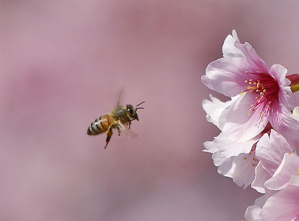Bee and blossom 
