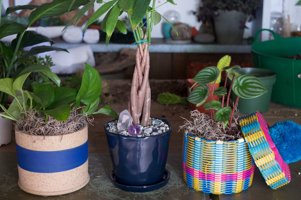 Three houseplants planted in different containers.