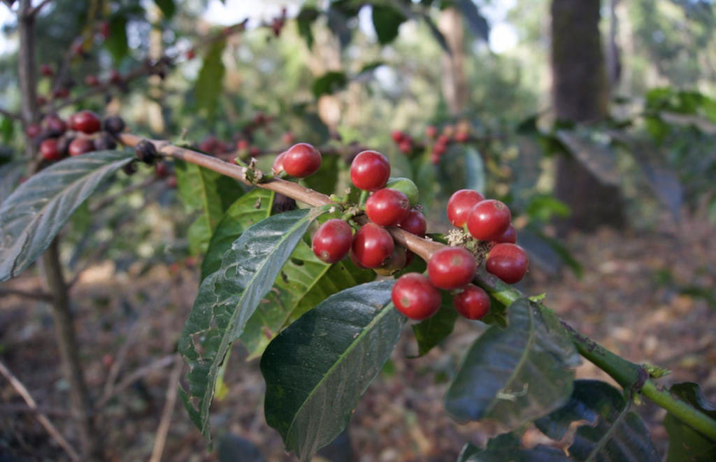 café arabica Ethiopie belleville brulerie