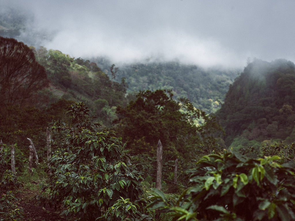 Santa Barbara honduras