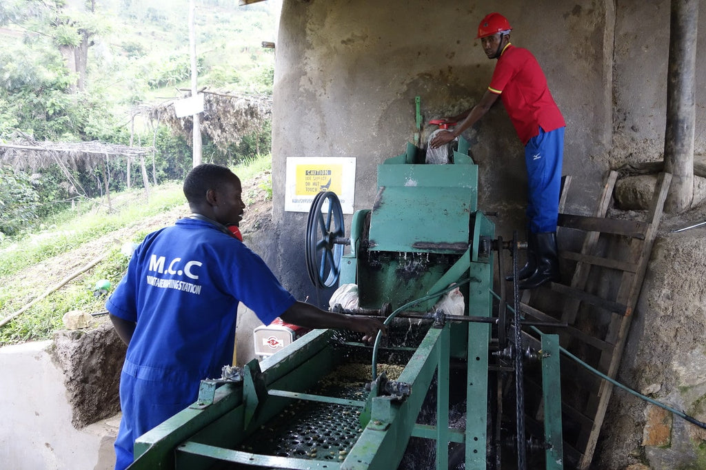 dépulpeur café lavé Rwanda