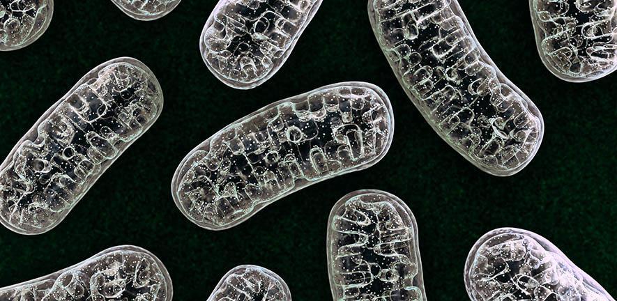 Close up of Mitochondria