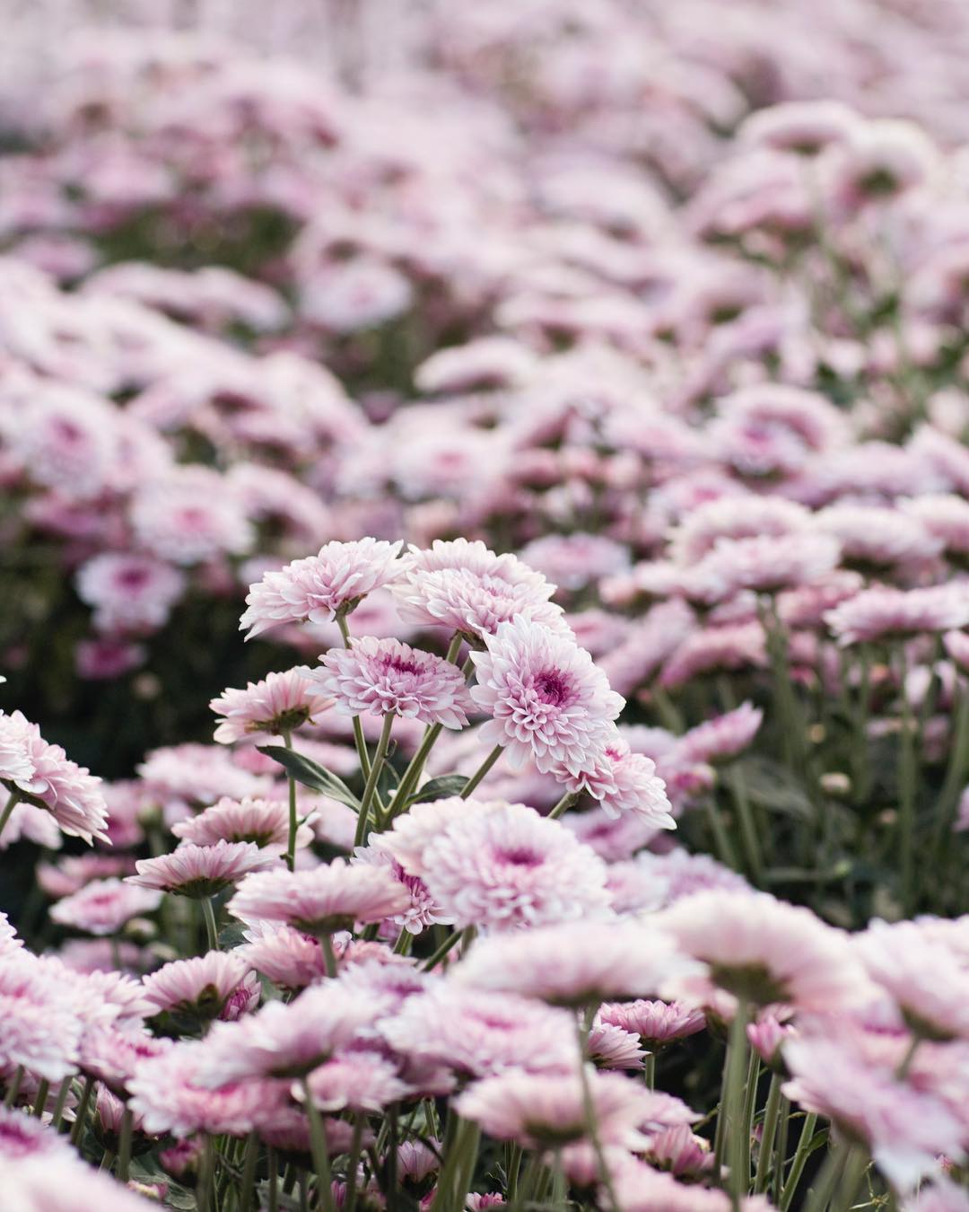 chrysanthemums at the flower farm