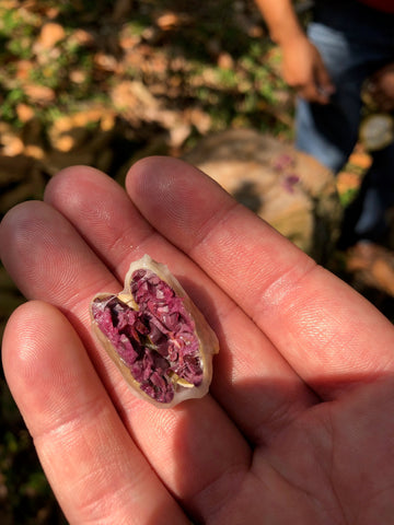 Fève de cacao crue Chaleur B Chocolat