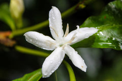 Fleur de caféier Panama La Esmeralda