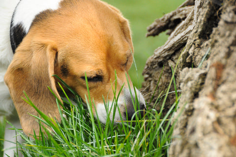 Why Dogs Eat Grass