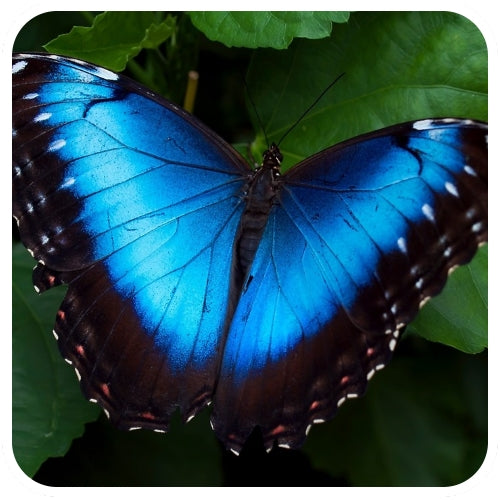 The Rio Claro Blue Morpho Butterfly