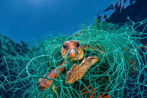 sea turtle trapped in net