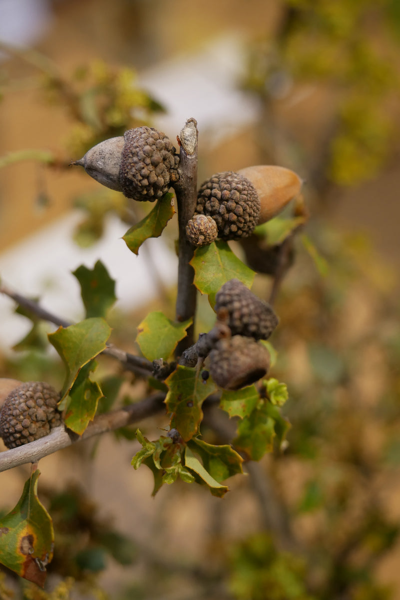 California Scrub Oak | Medium Tree Seedling – SequoiaTrees.com