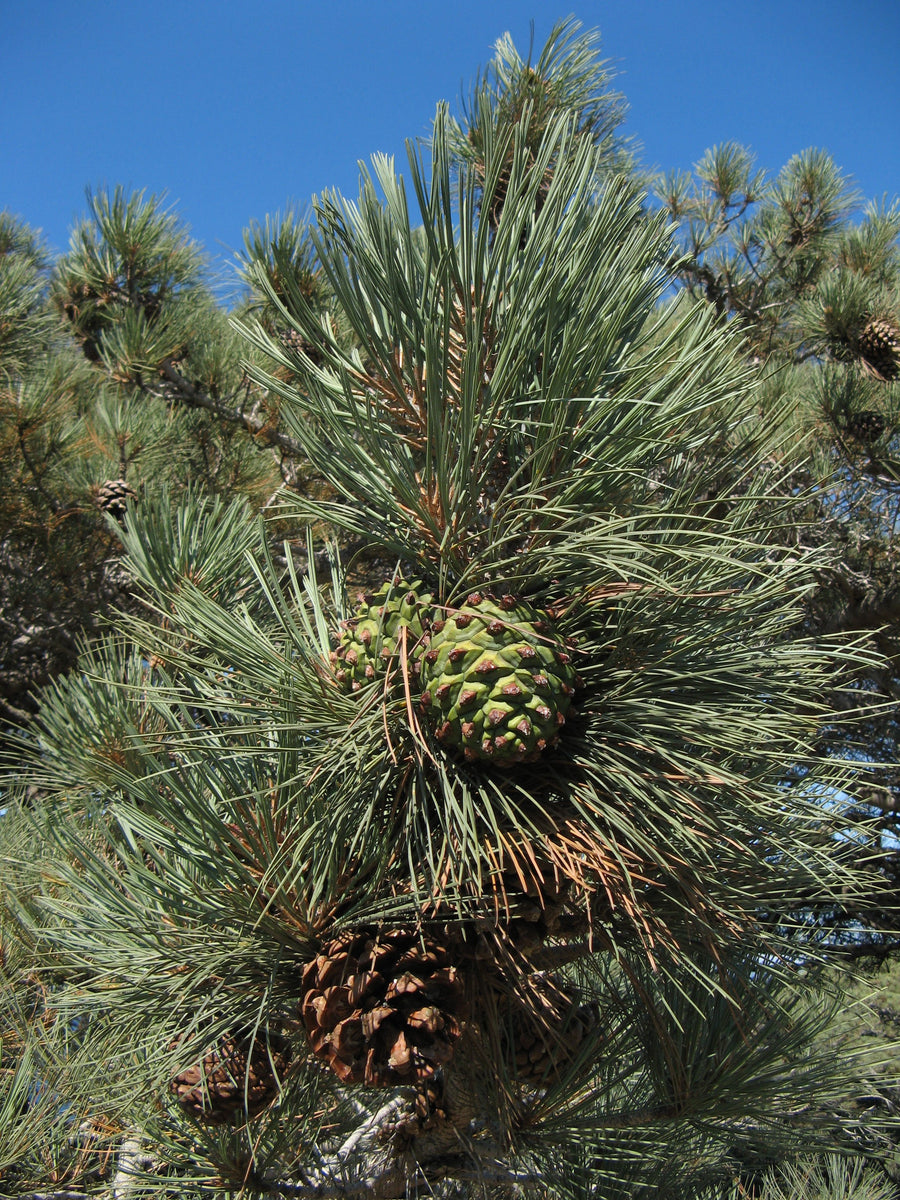 Torrey Pine Tree Growth Rate