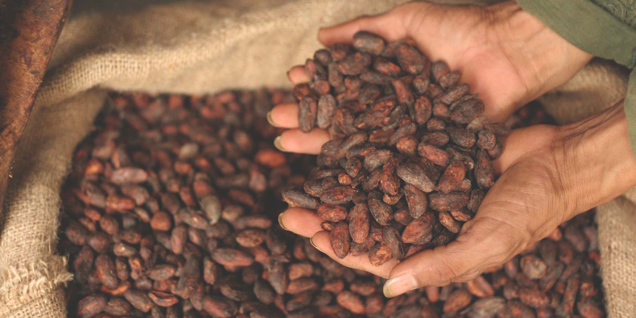 cacao nibs beneficios