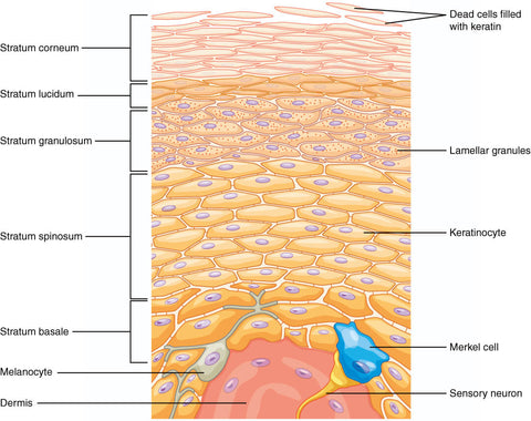 Foreskin layers- Phimosis