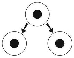 Mitosis during phimosis stretching