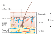 Skin layers- Phimosis