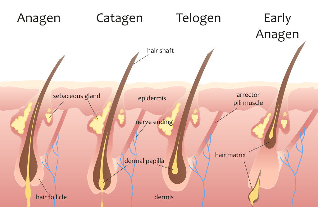 Hair growth phase