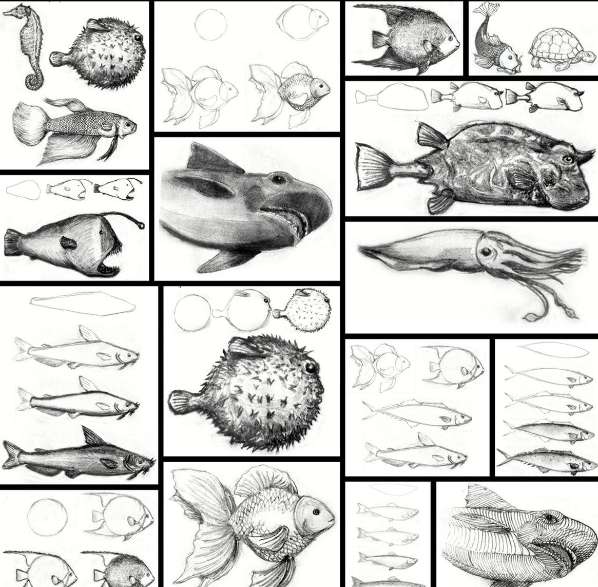 Learn How to Draw Aquatic Animals - For the Absolute Beginner – Learn