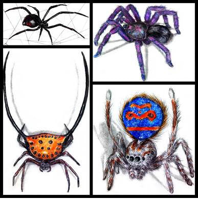 learn-to-draw-books-spiders