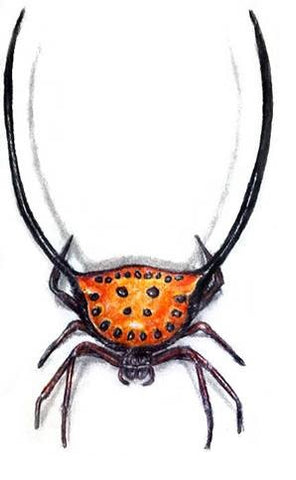 learn-to-draw-books-spiders