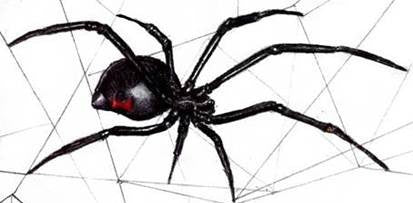 learn-to-draw-books-spiders