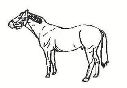 learn to draw-horses