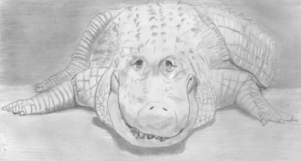 Learn How to Draw Reptiles in Pencil For the Absolute