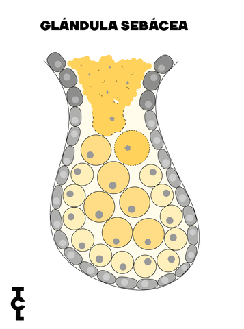 glándula sebácea-gotas de grasa