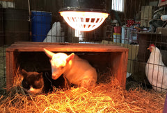 Poe and Freya, Little Adventures of  Freya - playful little goat!