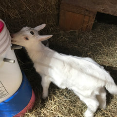 Lil' Frey drinking her milk, Little Adventures of  Freya - playful little goat!