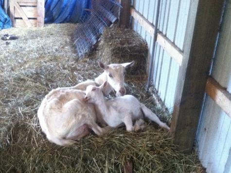 True Love!  The story of Tinsel and Razzelflaban, mother goat with baby goat