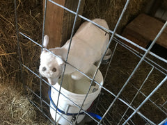 Freya escaping, Freya and Skittles - Adventures of Two Cute Baby Goats