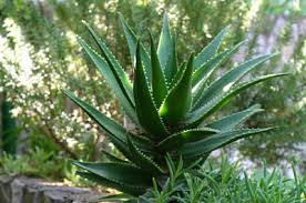 aloe plant