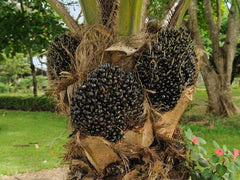 Palm fruit, Why We Use Palm Oil