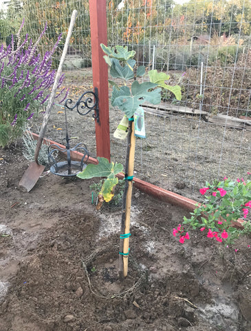 Plants to plant in chicken run