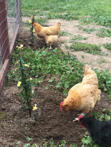 Roses to plant for chickens