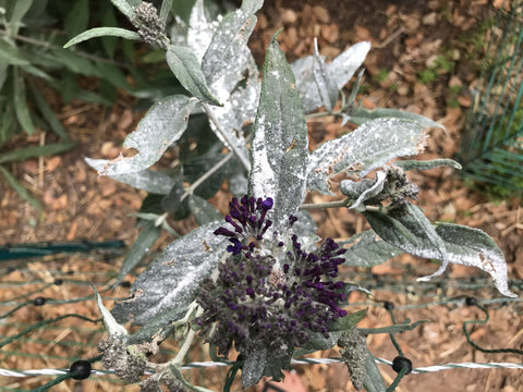 butterfly bush diatomaceous earth pest control