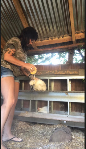  Diatomaceous earth application on a chicken 