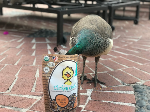 Treats for Chickens peacock threats