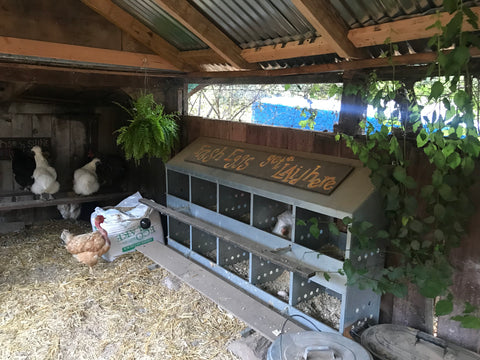 nesting boxes backyard chickens pest control