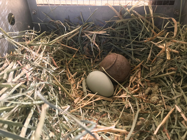 Victory! Eggs in nesting box 