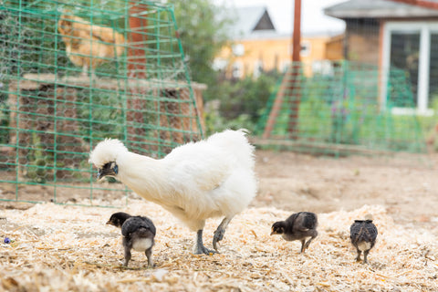 what to feed chickens baby chicks