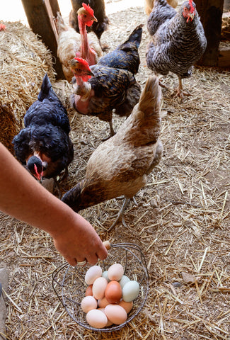 treats for chickens hen coop straw