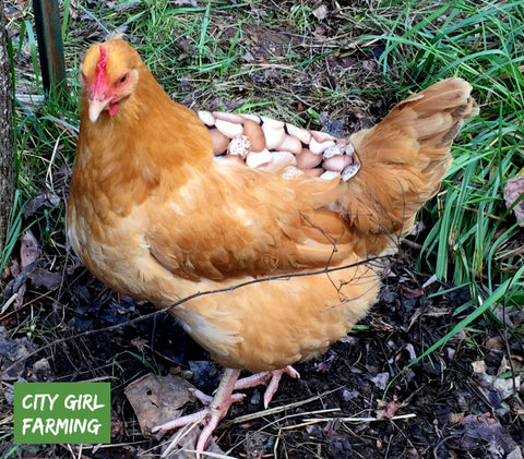 10 Ways to Keep Chickens Cool During Hot Summer Weather or Heat Waves Chicken Saddle