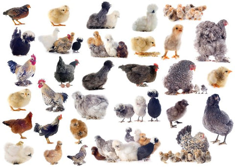 chicken breeds