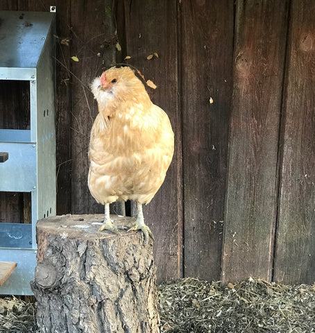 americana chicken standing on log boredom buster