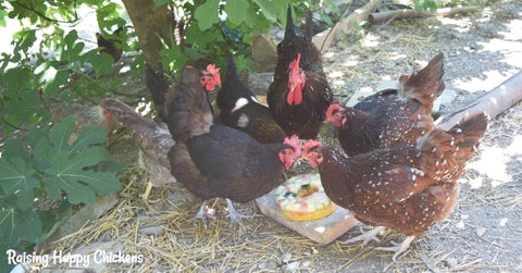 10 Ways to Keep Chickens Cool During Hot Summer Weather or Heat Waves Chicken Frozen Treat