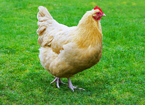 Chicken hen Buff Orpington