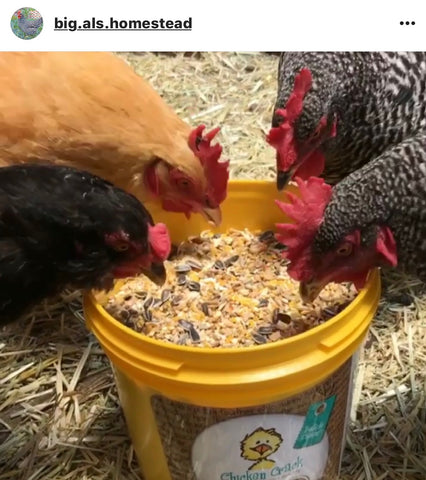 chicken crack IG chicken pet parents Chicken Moms & Dads of Instagram