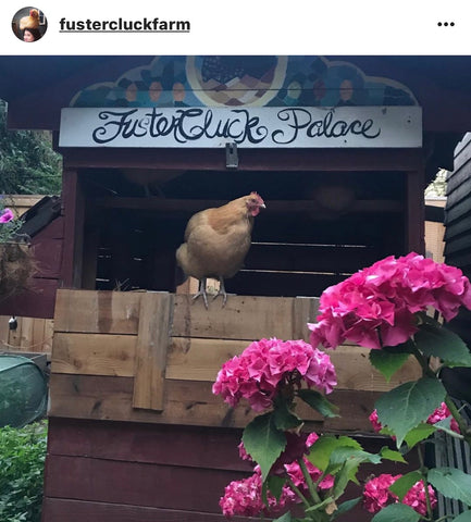 IG chicken pet parents Chicken Moms & Dads of Instagram chicken with flowers